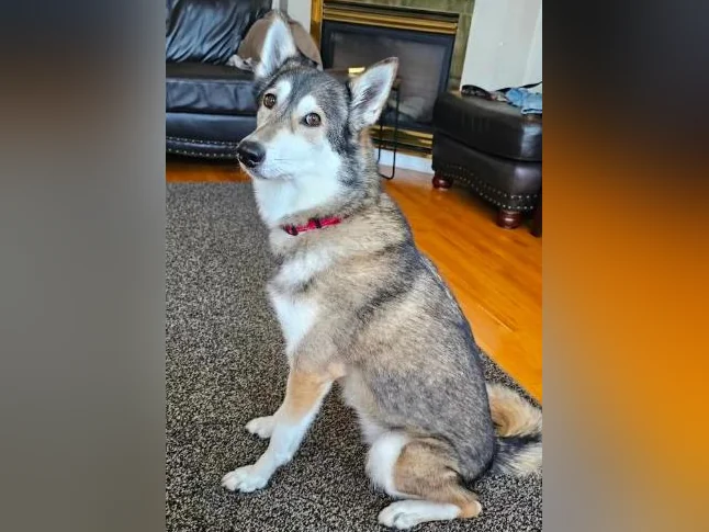 Belle husky croisé qui a besoin d'une bonne maison thumbnail 7