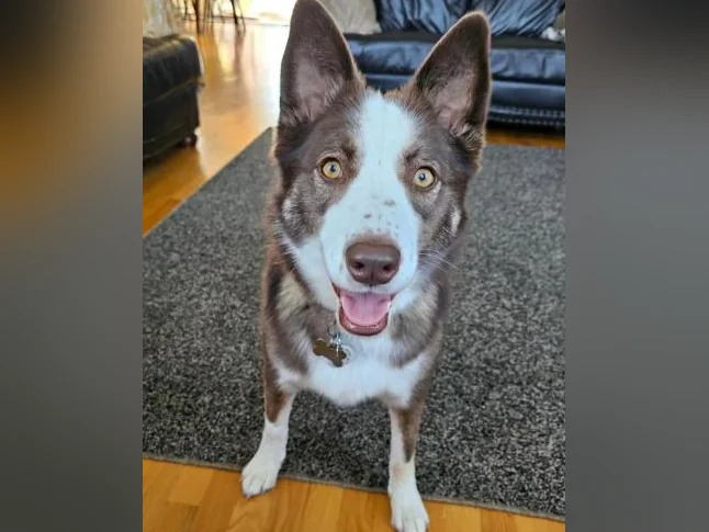 Belle husky croisé qui a besoin d'une bonne maison
