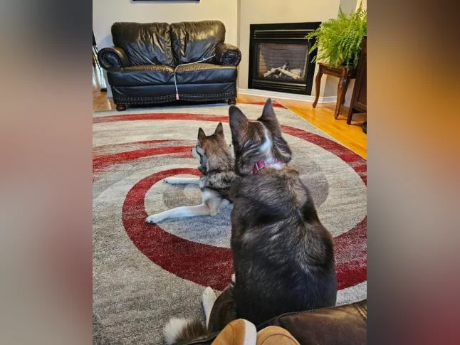 Belle husky croisé qui a besoin d'une bonne maison thumbnail 5