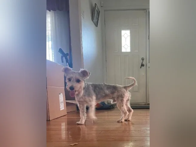 Yorkshire terrier (Milou)