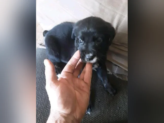 Chiot cane corso mix coley