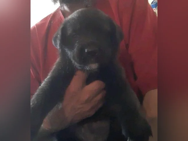Chiot cane corso mix coley thumbnail 6