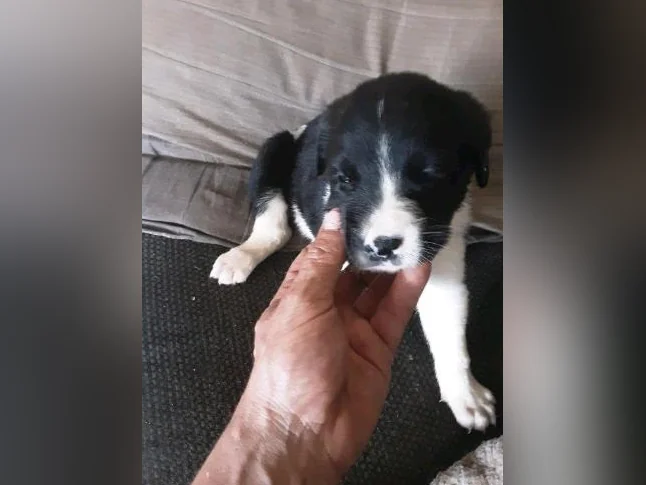Chiot cane corso mix coley thumbnail 4