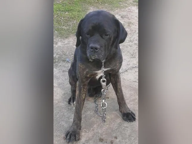 Chiot cane corso mix coley thumbnail 7