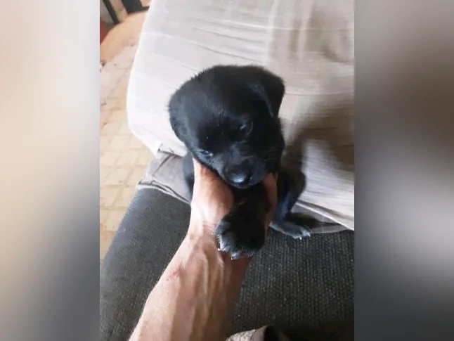 Chiot cane corso mix coley thumbnail 5