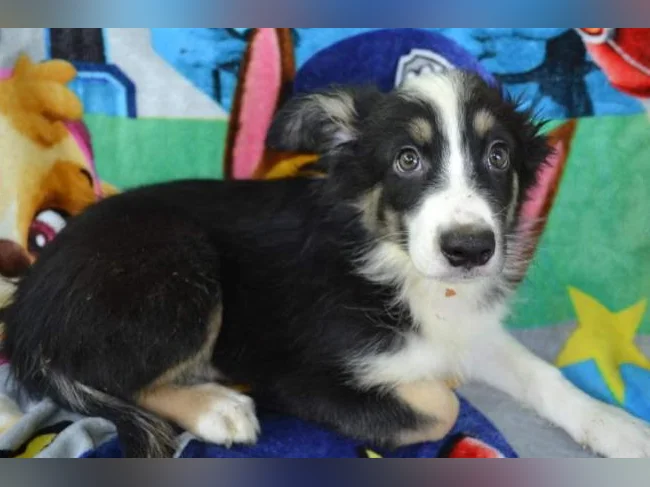 Chiot Berger croisé Border MÂLE thumbnail 2
