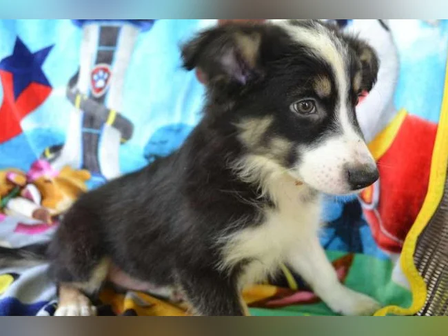 Chiot Berger croisé Border MÂLE
