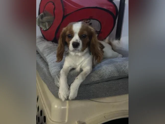 Cavaliers king charles thumbnail 2