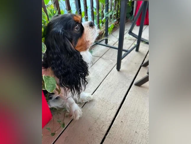 Cavaliers king charles