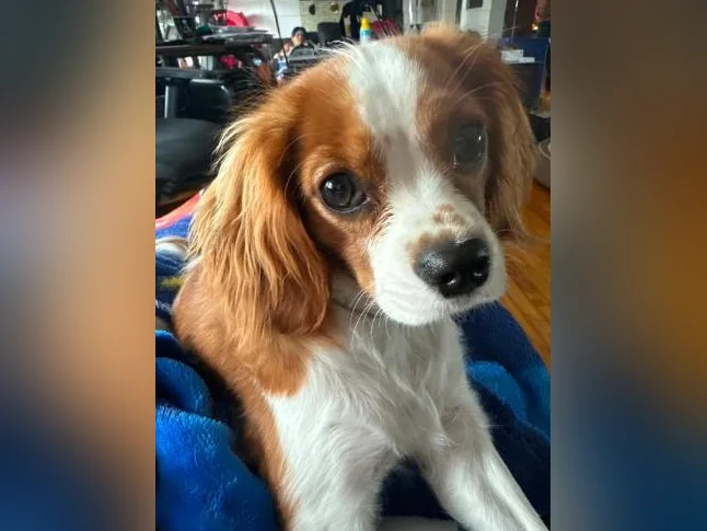 Cavaliers king charles thumbnail 3