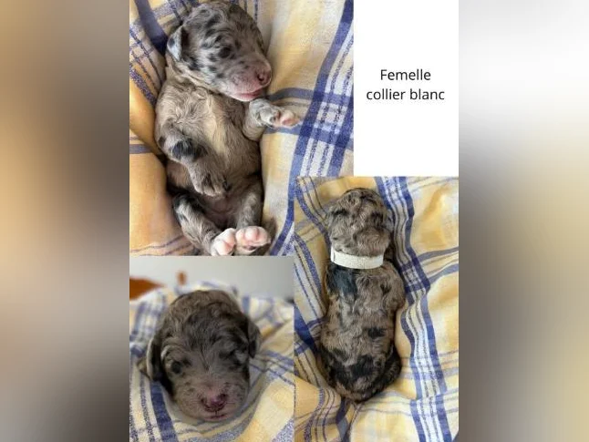 Caniche royal thumbnail 2