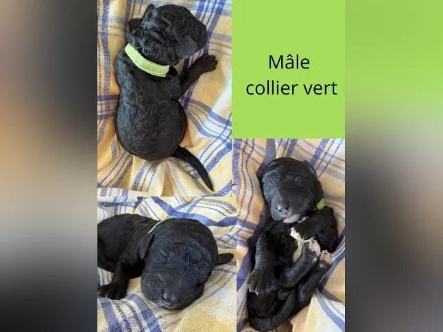 Caniche royal