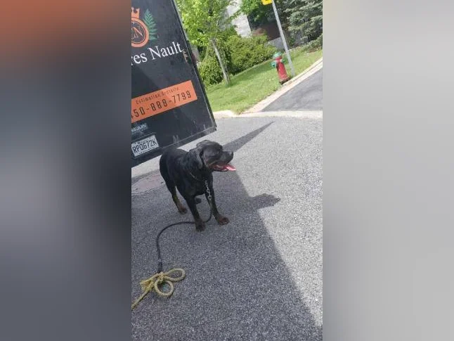 Rottweiler