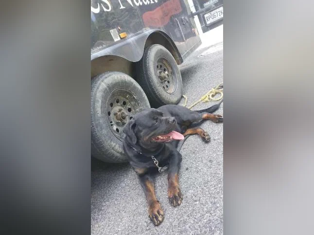 Rottweiler thumbnail 2