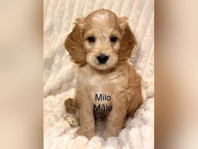 CHIOTS MINI COCKAPOOS F1B PUPPIES .. micropucés thumbnail 2