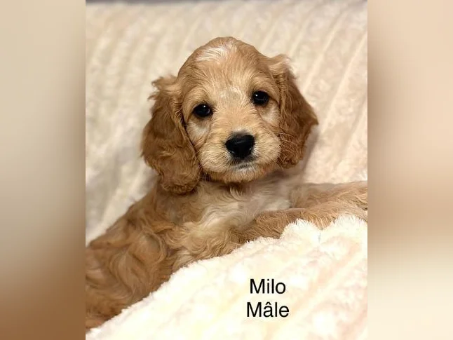 CHIOTS MINI COCKAPOOS F1B PUPPIES .. micropucés