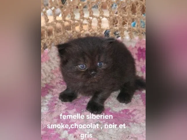 chaton sibérien hypoallergique tabby smoke, chocolat noir et gris thumbnail 5
