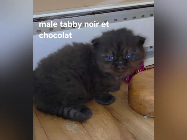 chaton sibérien hypoallergique tabby smoke, chocolat noir et gris thumbnail 2