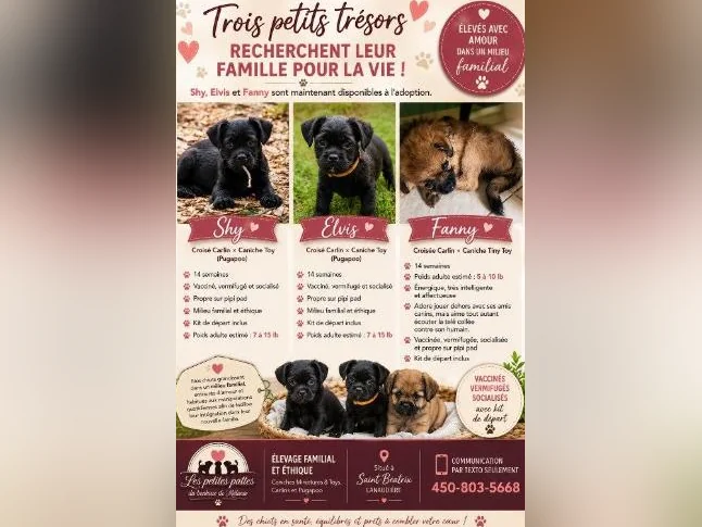 Chiots pugapoo disponible