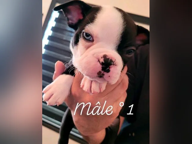 Frenchtons 9 Puppies 🐾 Réservations Disponibles 5🩷🐾4🩵