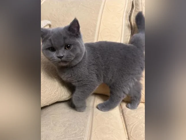 Scottish Fold and Scottish Straight kittens registered in CCA/AFC thumbnail 6