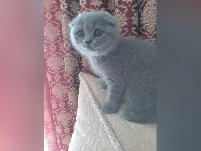 Scottish Fold and Scottish Straight kittens registered in CCA/AFC thumbnail 2