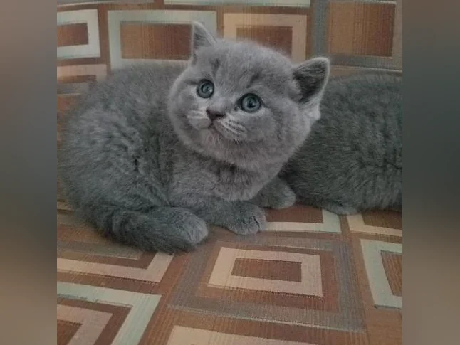 Scottish Fold and Scottish Straight kittens registered in CCA/AFC thumbnail 3