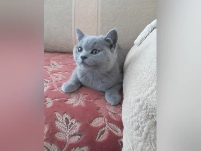 Scottish Fold and Scottish Straight kittens registered in CCA/AFC thumbnail 8