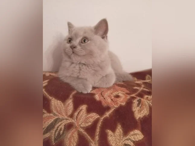 Scottish Fold and Scottish Straight kittens registered in CCA/AFC thumbnail 10