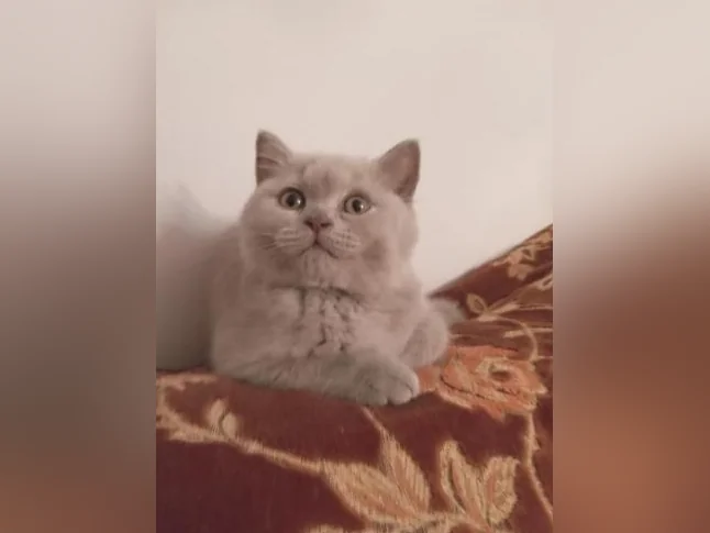 Scottish Fold and Scottish Straight kittens registered in CCA/AFC thumbnail 9