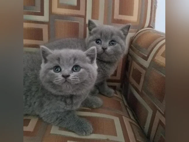 Scottish Fold and Scottish Straight kittens registered in CCA/AFC thumbnail 4