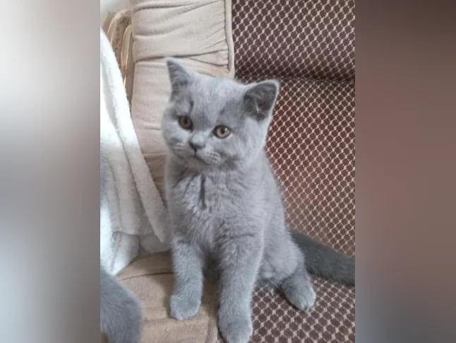 Scottish Fold and Scottish Straight kittens registered in CCA/AFC thumbnail 7