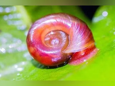Escargot planorbe rose