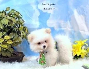 Poméraniens     -2 differentes  portées  disponibles  3 males  2 femelless