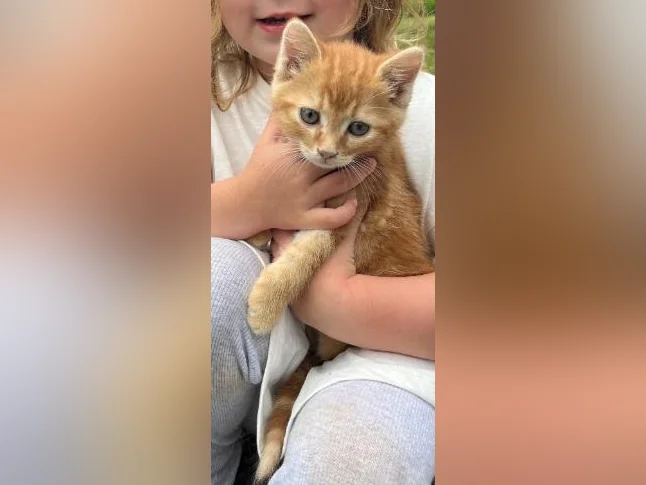 Chatons à vendre
