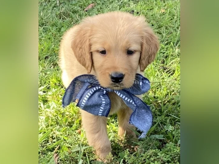 Adorable Golden Retriever Puppies Ready for New Homes!