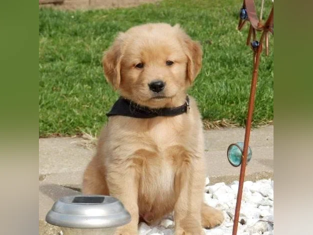 Adorable Golden Retriever Puppies Ready for New Homes! thumbnail 2