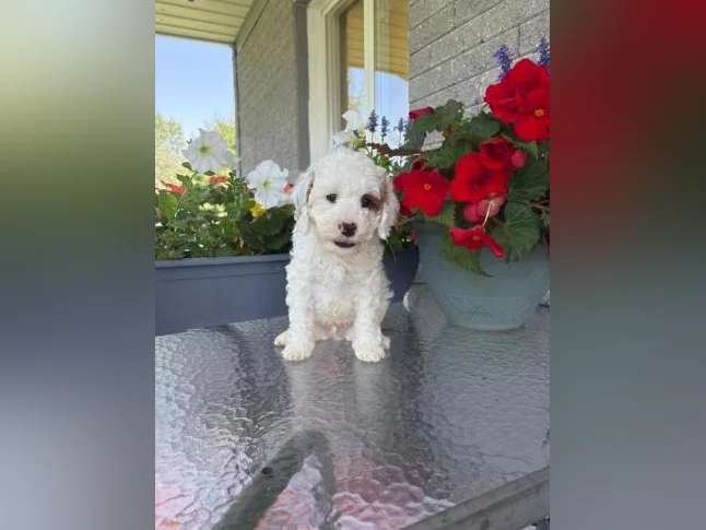 Magnifique portée de cockapoo