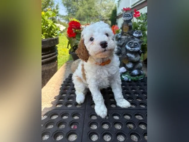 Magnifique portée de cockapoo thumbnail 3