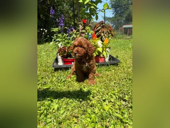 Magnifique portée de cockapoo thumbnail 2