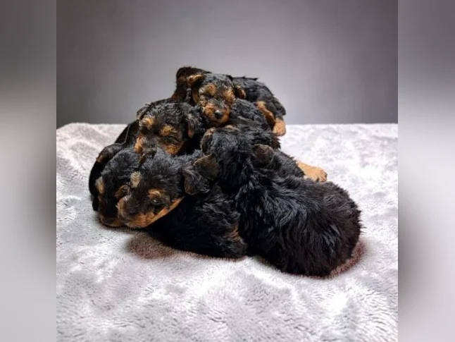 welsh terrier