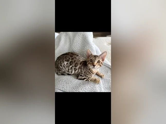 Chaton Bengale pur race thumbnail 6
