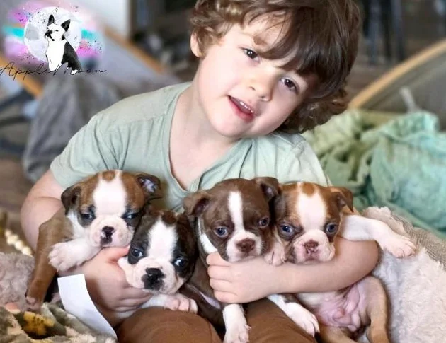 Chiots Boston terrier - A venir thumbnail 2