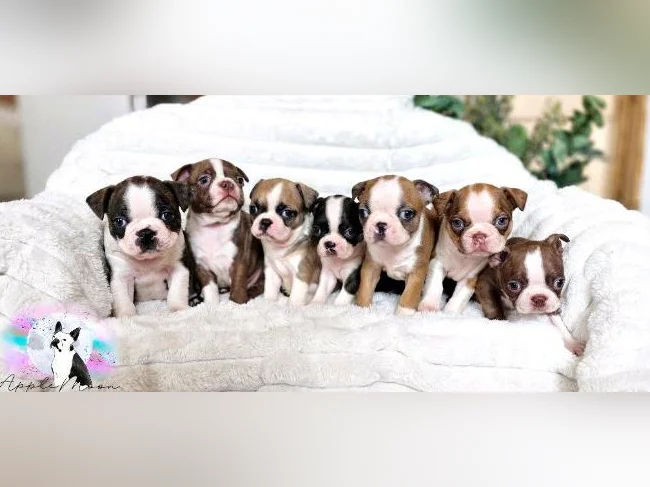 Chiots Boston terrier - A venir thumbnail 3