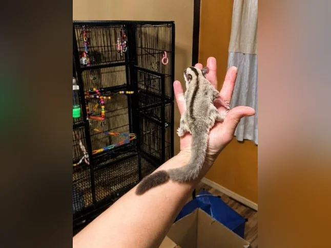 Duo de mâles Phalangers Volant /Sugar Gliders 🐾 thumbnail 4