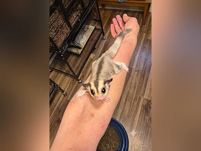 Duo de mâles Phalangers Volant /Sugar Gliders 🐾 thumbnail 2