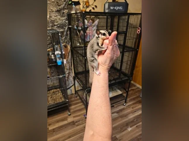 Duo de mâles Phalangers Volant /Sugar Gliders 🐾 thumbnail 8