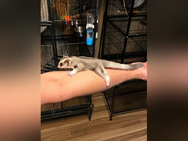 Duo de mâles Phalangers Volant /Sugar Gliders 🐾 thumbnail 3