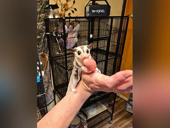Duo de mâles Phalangers Volant /Sugar Gliders 🐾