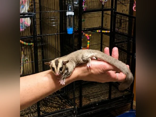 Duo de mâles Phalangers Volant /Sugar Gliders 🐾 thumbnail 6